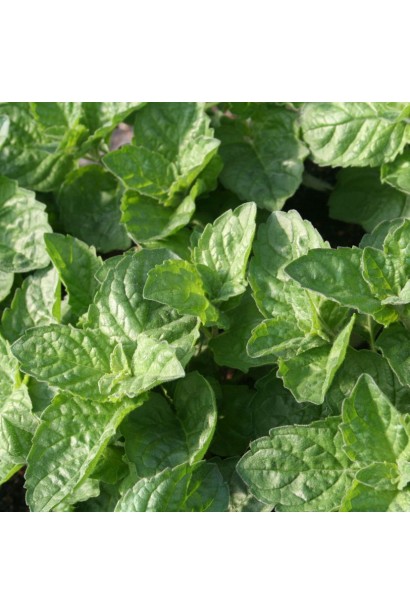 Mentha piperita Grapefruit